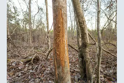 733 Chester-Cochran Highway, Chester, GA 31012 - Photo 23