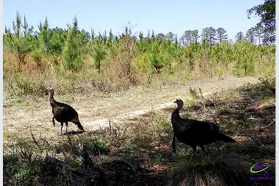 733 Chester-Cochran Highway, Chester, GA 31012 - Photo 25