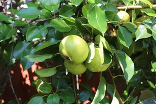 217 Wilsons Creek Bend, Bonaire, GA 31005 - Photo 51