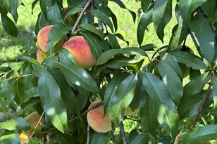 205 Olde Hickory Cir, Bonaire, GA 31005 - Photo 55