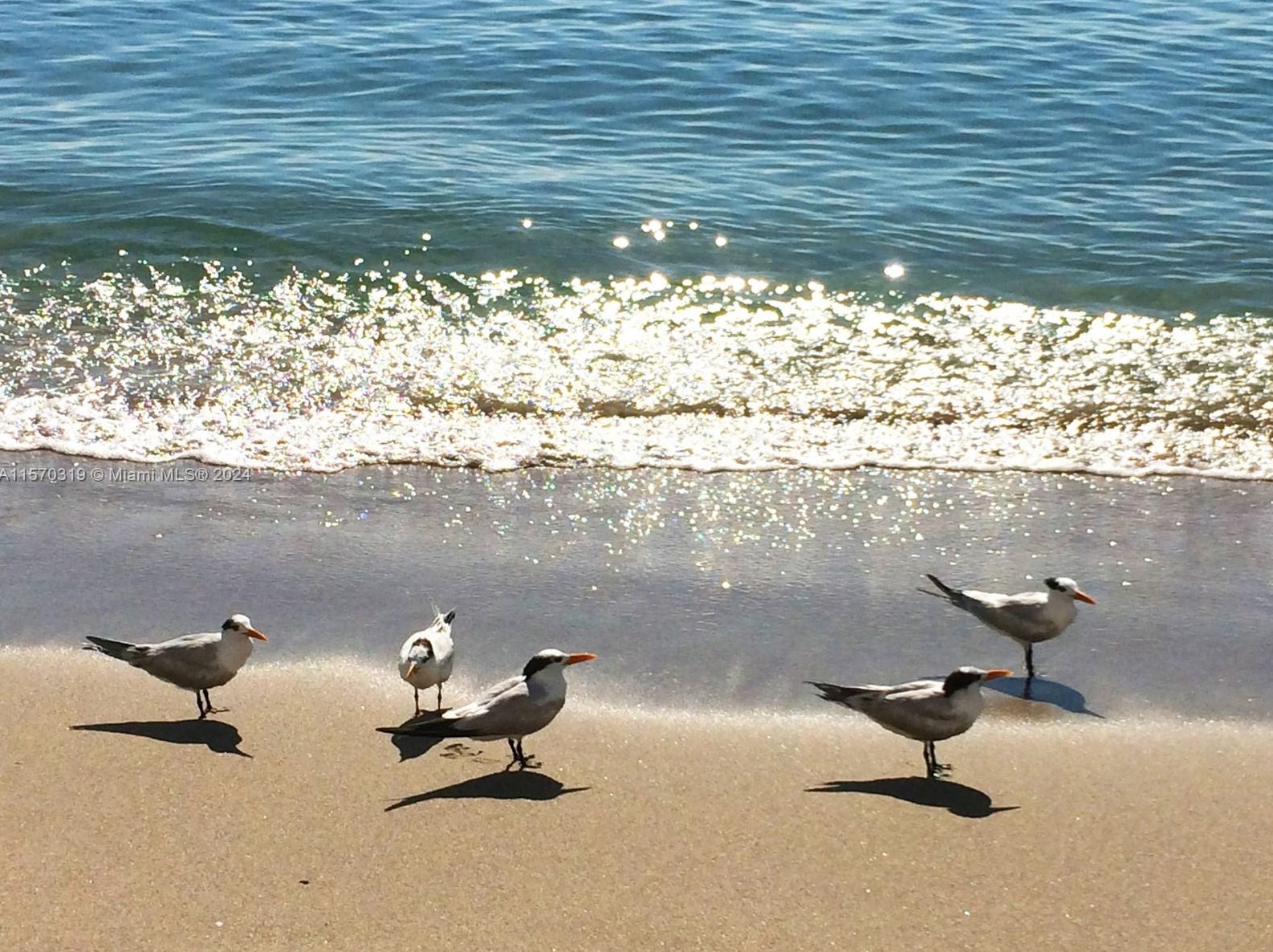 1410 Ocean Dr, Hollywood FL  33019-2312 exterior