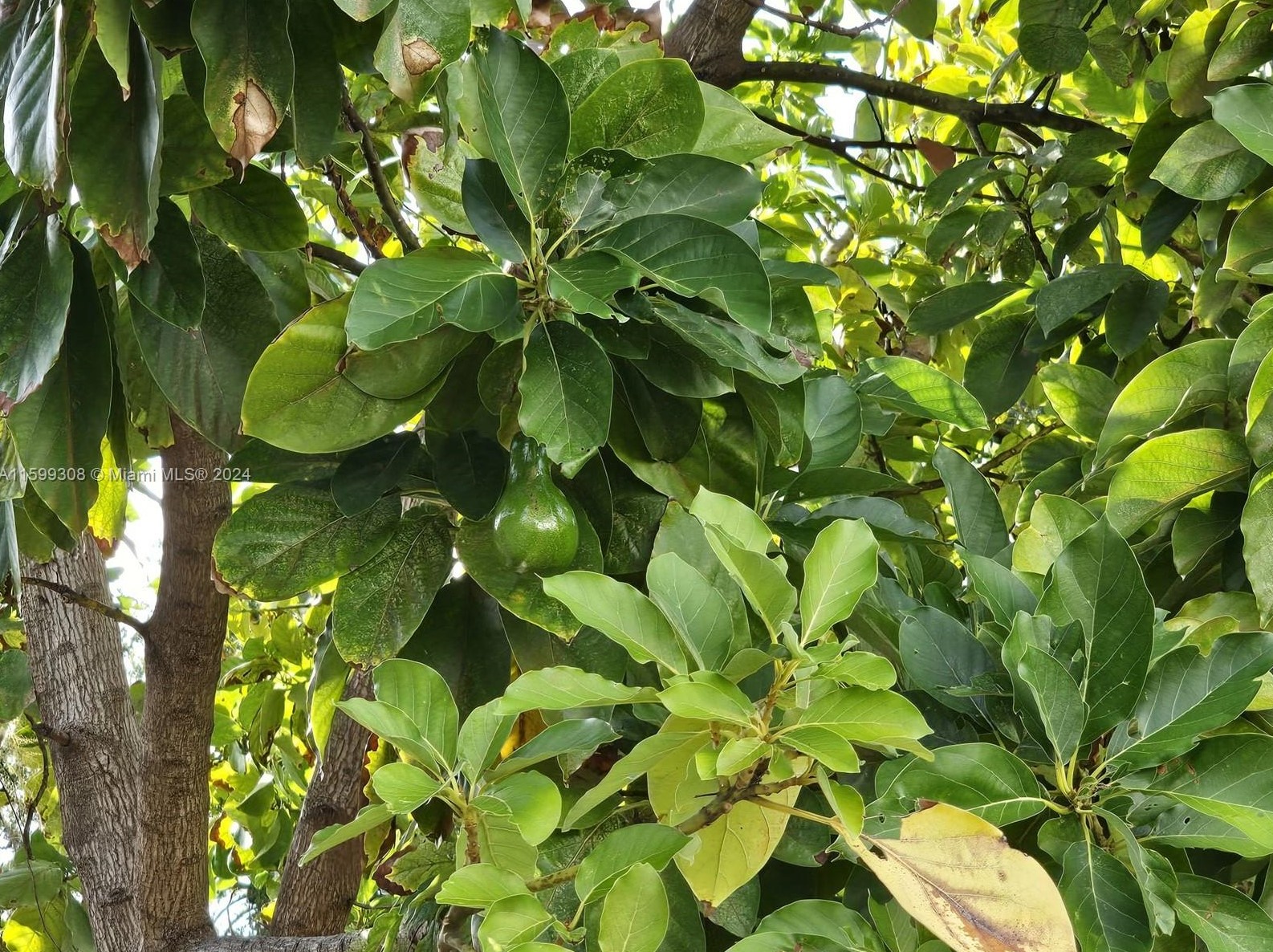 6544 6 Ave, Miami FL 33161-4026 exterior