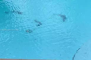 [Address not provided], Miami, FL 33147 - Photo 19