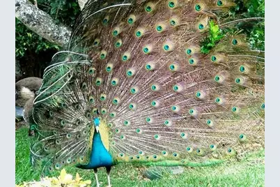 2444 Fisher Island Dr #5404, Miami Beach, FL 33109 - Photo 61