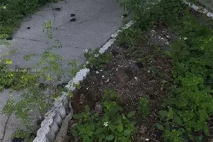 809 E Glen Oak, Clearwater, FL 33759 - Photo 23