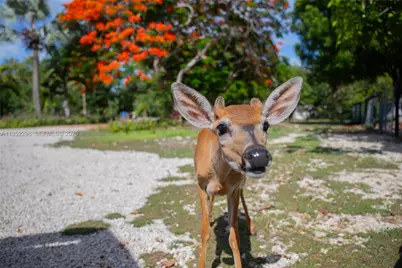2231 Middle Torch Rd, Torch Key, FL 33042 - Photo 7