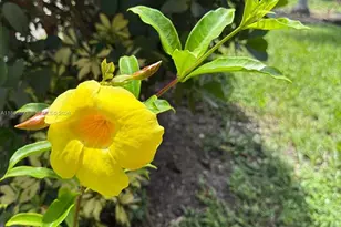 1935 Arthur St, Hollywood, FL 33020 - Photo 19