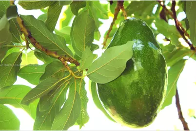 23440 SW 159th Ave, Homestead, FL 33031 - Photo 11