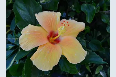 5151 Highway A1A #404, Indian River Shores, FL 32963 - Photo 13