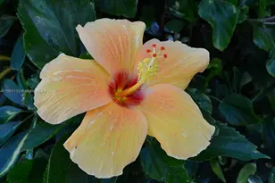 5151 Hwy A1A, Indian River Shores, FL 32963 - Photo 13