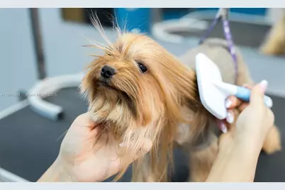 Pet Grooming, Pompano Beach, FL 33060 - Photo 1