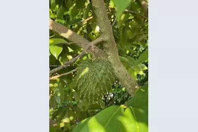 1894 Aspen Ln, Weston, FL 33327 - Photo 73