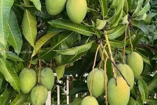 1894 Aspen Ln, Weston, FL 33327 - Photo 79