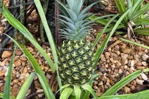 1894 Aspen Ln, Weston, FL 33327 - Photo 81