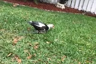 1654 Salerno Cir, Weston, FL 33327 - Photo 15