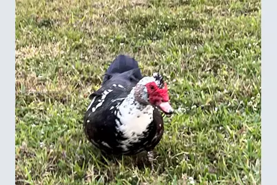 3080 N Course Dr #209, Pompano Beach, FL 33069 - Photo 39