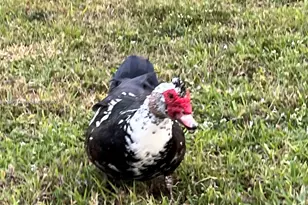 3080 N Course Dr, Pompano Beach, FL 33069 - Photo 39