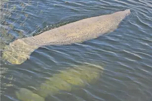 363 Centre Is, Golden Beach, FL 33160 - Photo 31