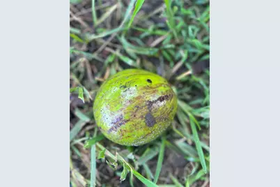 17540 SW 254th St, Homestead, FL 33031 - Photo 81