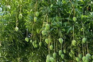 13135 SW 218th Terrace, Miami, FL 33170 - Photo 45