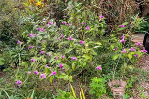 3835 Utopia Ct, Miami, FL 33133 - Photo 33