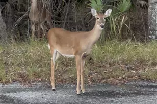 11330 Camp Mack Rd, Lake Wales, FL 33898 - Photo 21