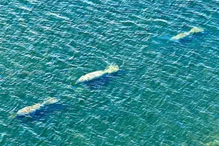 200 SE 15th Rd, Miami, FL 33129 - Photo 31