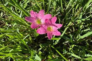 9221 Broad Manor Rd, Miami, FL 33147 - Photo 27