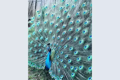 2485 Inagua Ave, Miami, FL 33133 - Photo 11