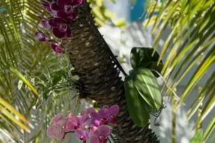 1503 Johnson St, Key West, FL 33040 - Photo 45