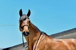 2625 SW 148th Ave, Davie, FL 33331 - Photo 31