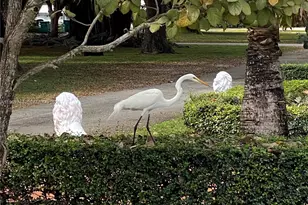 951 NE 116th St, Biscayne Park, FL 33161 - Photo 9