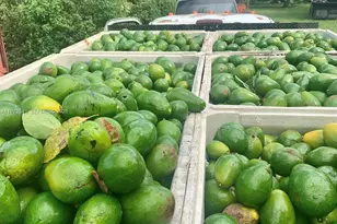 19401 SW 264th St, Homestead, FL 33031 - Photo 15