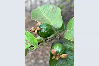 20825 SW 242nd St, Homestead, FL 33031 - Photo 51