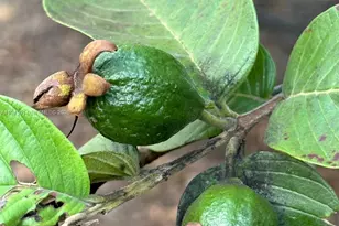 20825 SW 242nd St, Homestead, FL 33031 - Photo 51