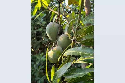 20825 SW 242nd St, Homestead, FL 33031 - Photo 49