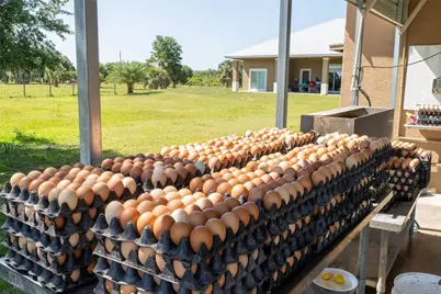 21810 NW 270th St, Okeechobee, FL 34972 - Photo 9