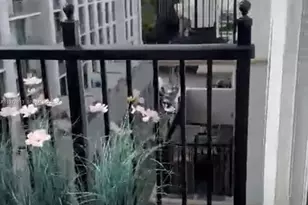 4100 Salzedo St, Coral Gables, FL 33146 - Photo 15