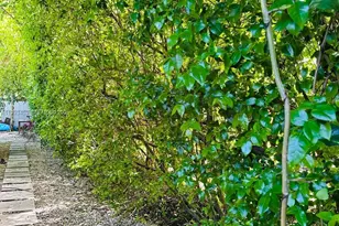 1002 NE 119th St, Biscayne Park, FL 33161 - Photo 21