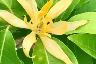 2481 Eagle Watch Ct, Weston, FL 33327 - Photo 15