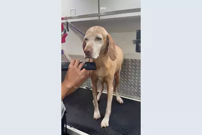Mobile Pet Grooming, Miami, FL 33134 - Photo 1