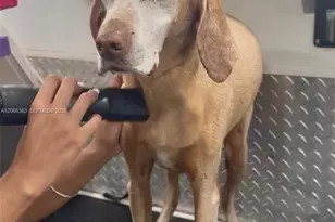 Mobile Pet Grooming, Miami, FL 33134 - Photo 1