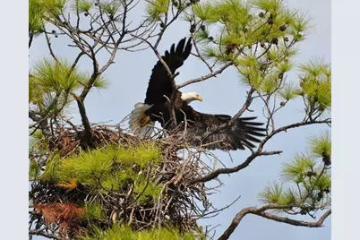 1412 Dogwood Dr, Saint George Island, FL 32328 - Photo 55