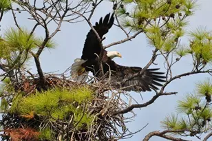 1412 Dogwood Dr, Saint George Island, FL 32328 - Photo 55