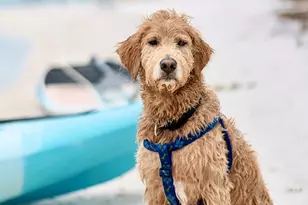 229 Mosaic Dr, Port Saint Joe, FL 32456 - Photo 21