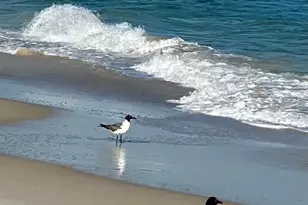 1245 E Gulf Beach Dr, Saint George Island, FL 32328 - Photo 31