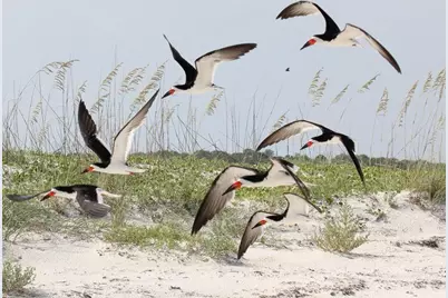 1484 Blueberry Rd, Saint George Island, FL 32328 - Photo 15