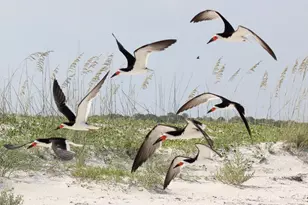 1484 Blueberry Rd, Saint George Island, FL 32328 - Photo 15