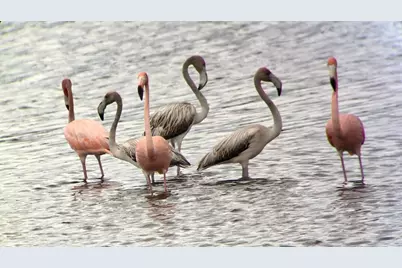 2670 Hwy 98 W, Carrabelle, FL 32322 - Photo 37