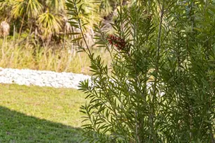 312 Bledsoe St, Saint George Island, FL 32328 - Photo 75